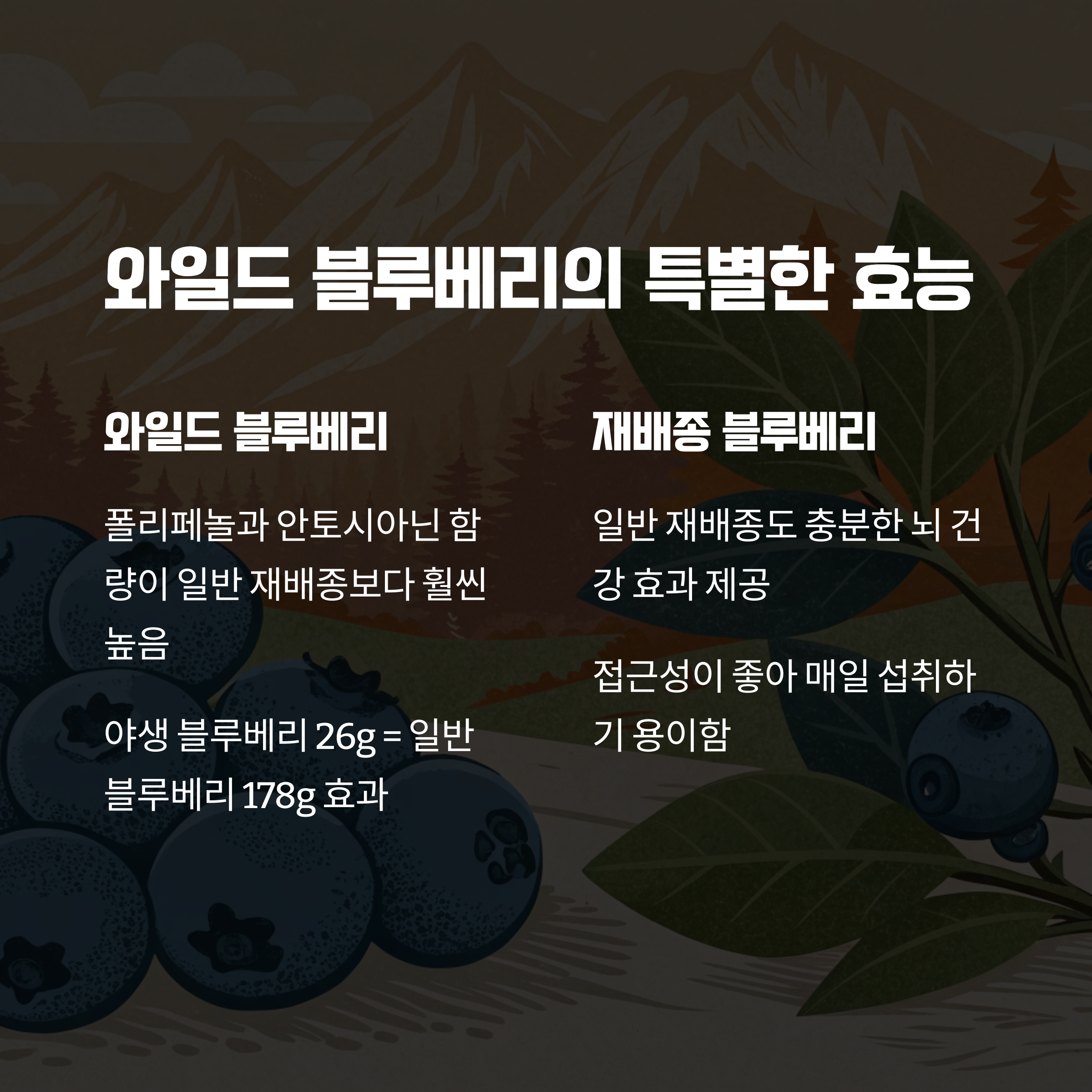 와일드 블루베리의 특별함 - 일반 재배종과의 폴리페놀 비교