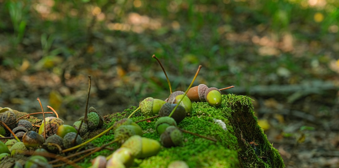 Seasonal food