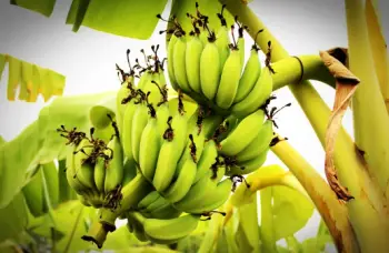 바나나 효능 및 영양소&amp;#44; 부작용