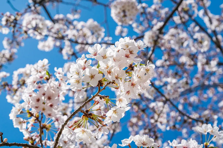 파란 하늘 아래 흐드러진 도두봉 벚꽃 클로즈업