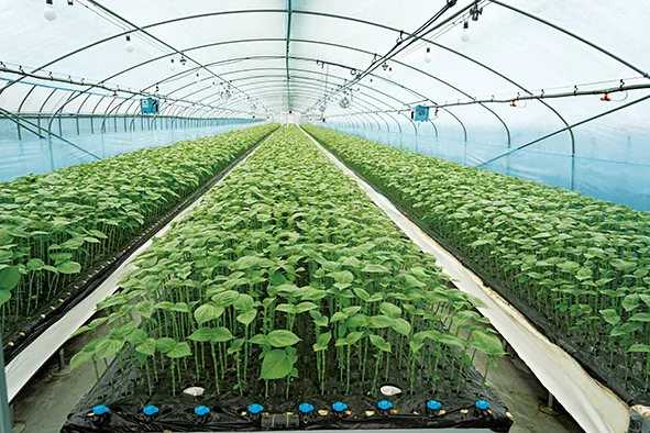 들깨 재배 직파 재배 병충해 관리 질소 과다 주의_4