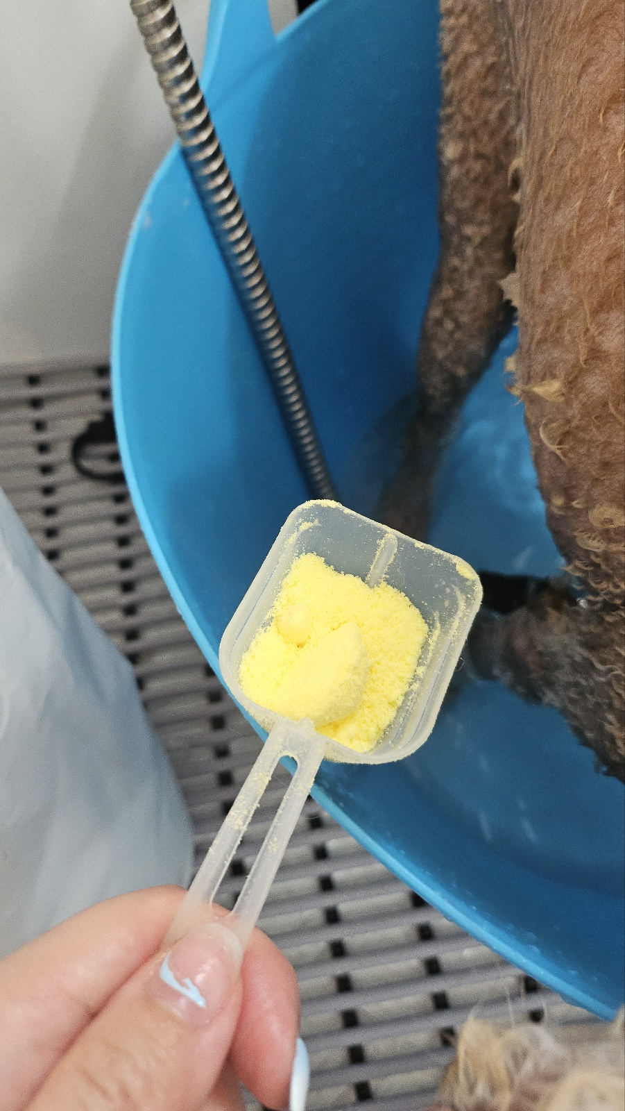 경기 광주 양벌동 애견미용, 강아지 미용, 덕자네 미용실