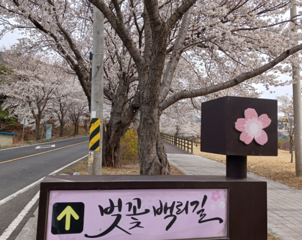 영천댐 벚꽃 백리길