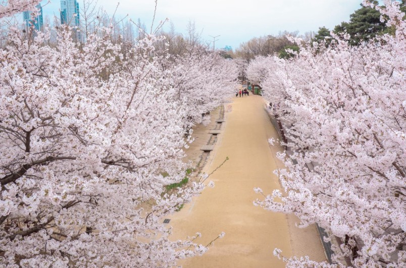 전북 벚꽃 명소 전북 벚꽃 캠핑장 전북 벚꽃캠핑 전주 벚꽃 군산 벚꽃 전남 벚꽃 익산 벚꽃 정읍 벚꽃 부안 벚꽃 은파호수공원 벚꽃 완주 벚꽃 대둔산 벚꽃 완주 벚꽃 캠핑장 전북 벚꽃축제 전북 벚꽃 축제 유명한 곳 전북 벚꽃 축제 전북 벚꽃 드라이브 코스 전북 벚꽃길 전북 벚꽃 구경 볼만한 곳 전국 벚꽃 명소