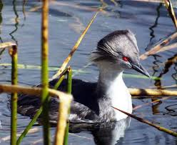 4. 고산 지역 저산소 환경이 후닌 논병아리 생존에 미치는 영향