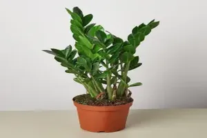 금전수