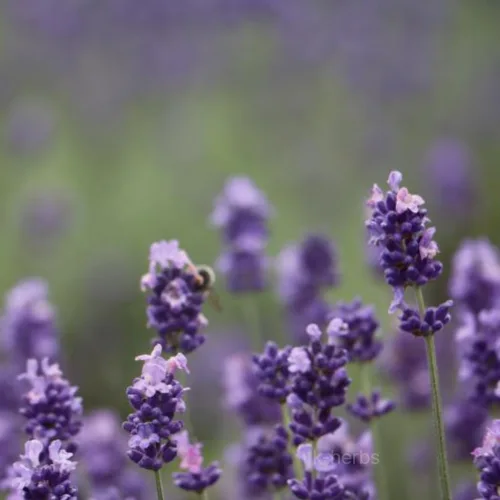 재배중인 라벤더