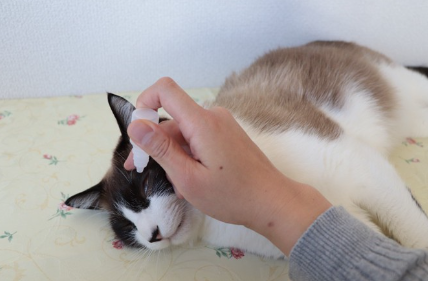 안약을 넣는 고양이.