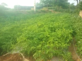 감자 재배 달력 파종 북주기 역병 관리 수확 및 저장_24