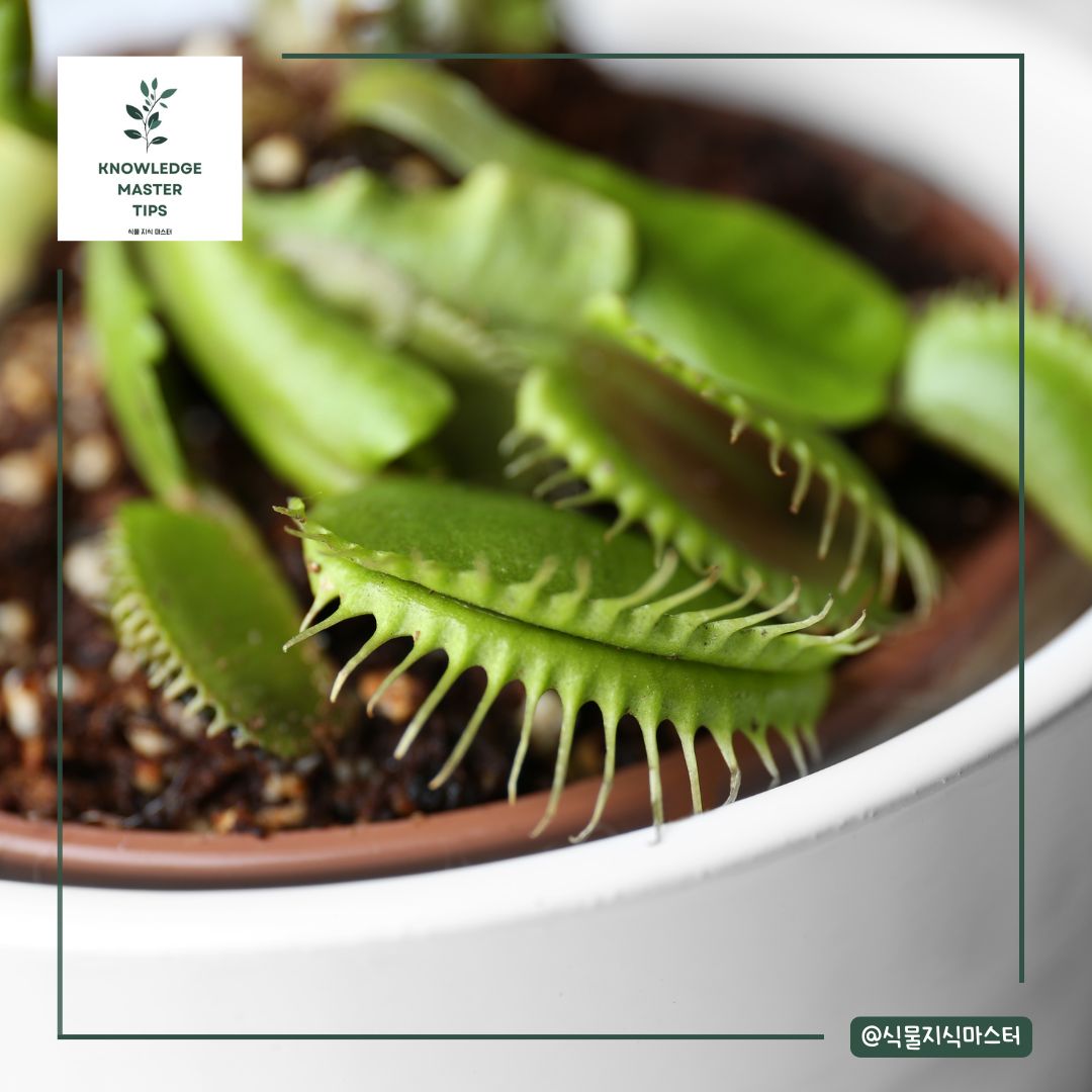 파리지옥의 생태적 역할