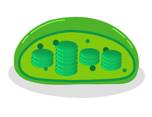 cell