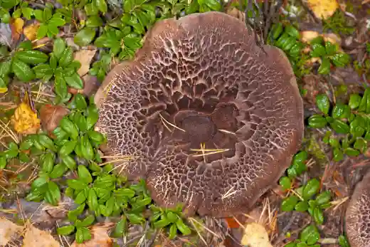 자연산 능이버섯 가격 및 효능과 주의점