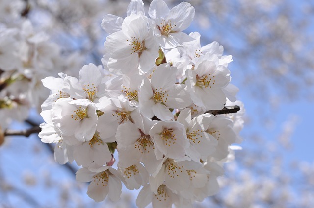 벚꽃 개화시기 2024