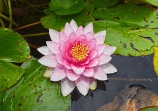수련꽃