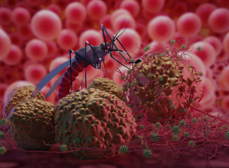 말라리아 증상, 예방접종, 모기 총정리 (2024ver)