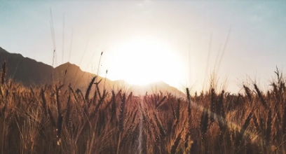 카무트효소 자주 묻는 질문과 답변