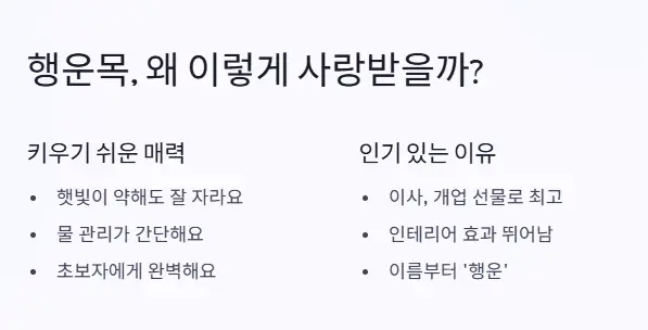 행운목 매력