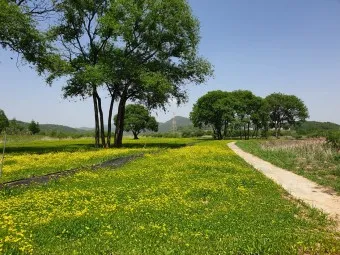 핫들생태공원 합천 산청 진달래축제_7