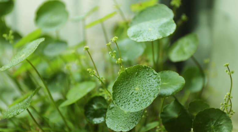 이슬이 있는 신록