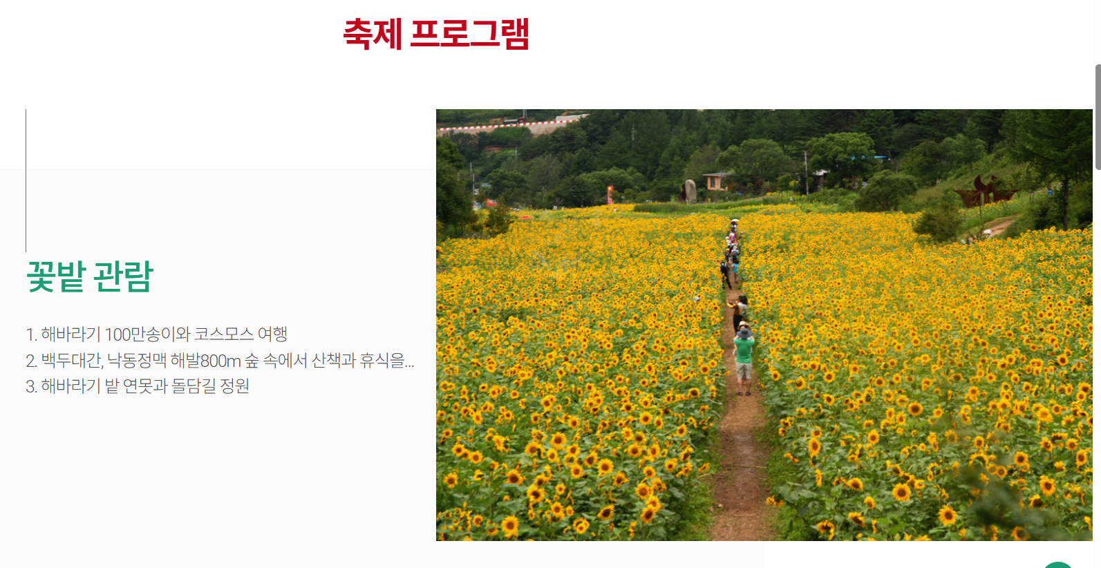 태백 해바라기축제