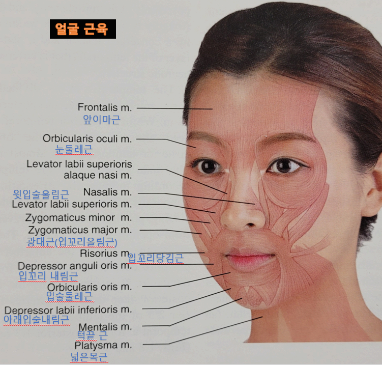 얼굴 근육