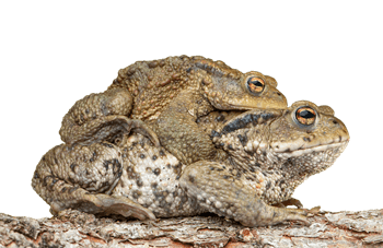 암컷숫컷두꺼비-꿈해몽-썸네일