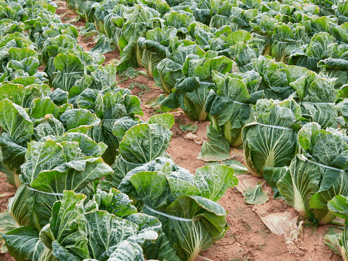고향사랑기부제 세액공제
