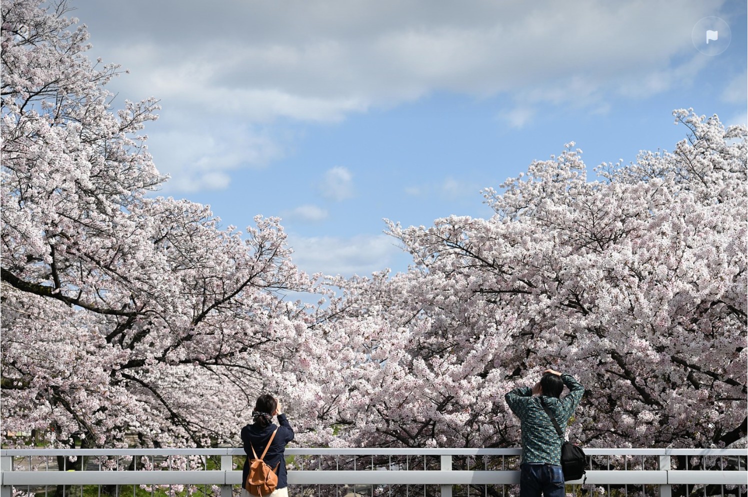 늦은 벚꽃을 찾아 떠나는 일본 여행: 홋카이도 & 도호쿠 지방