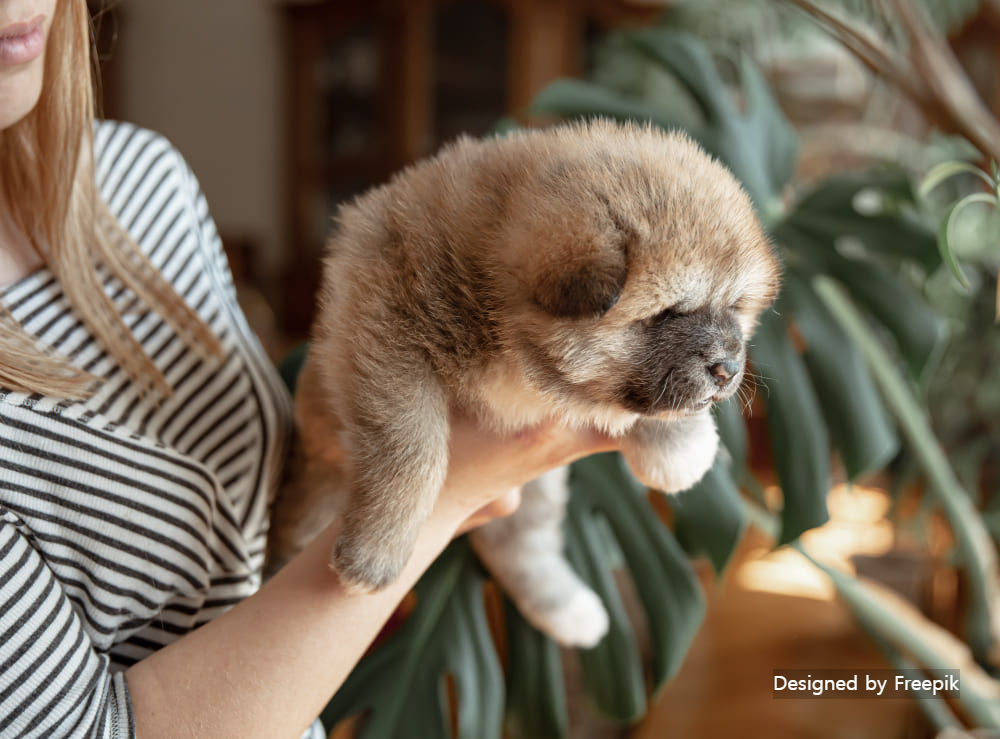 강아지 하임리히법