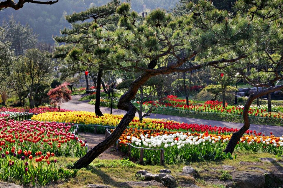 장흥 하늘빛수목정원 튤립축제
