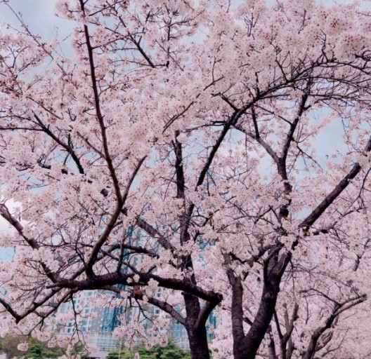 2023년 전국 벚꽃 축제 일정