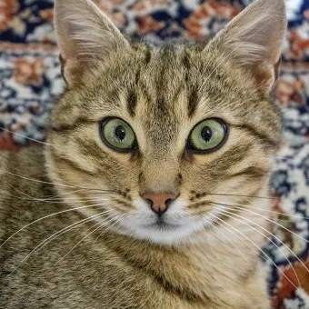 &amp;quot;고양이