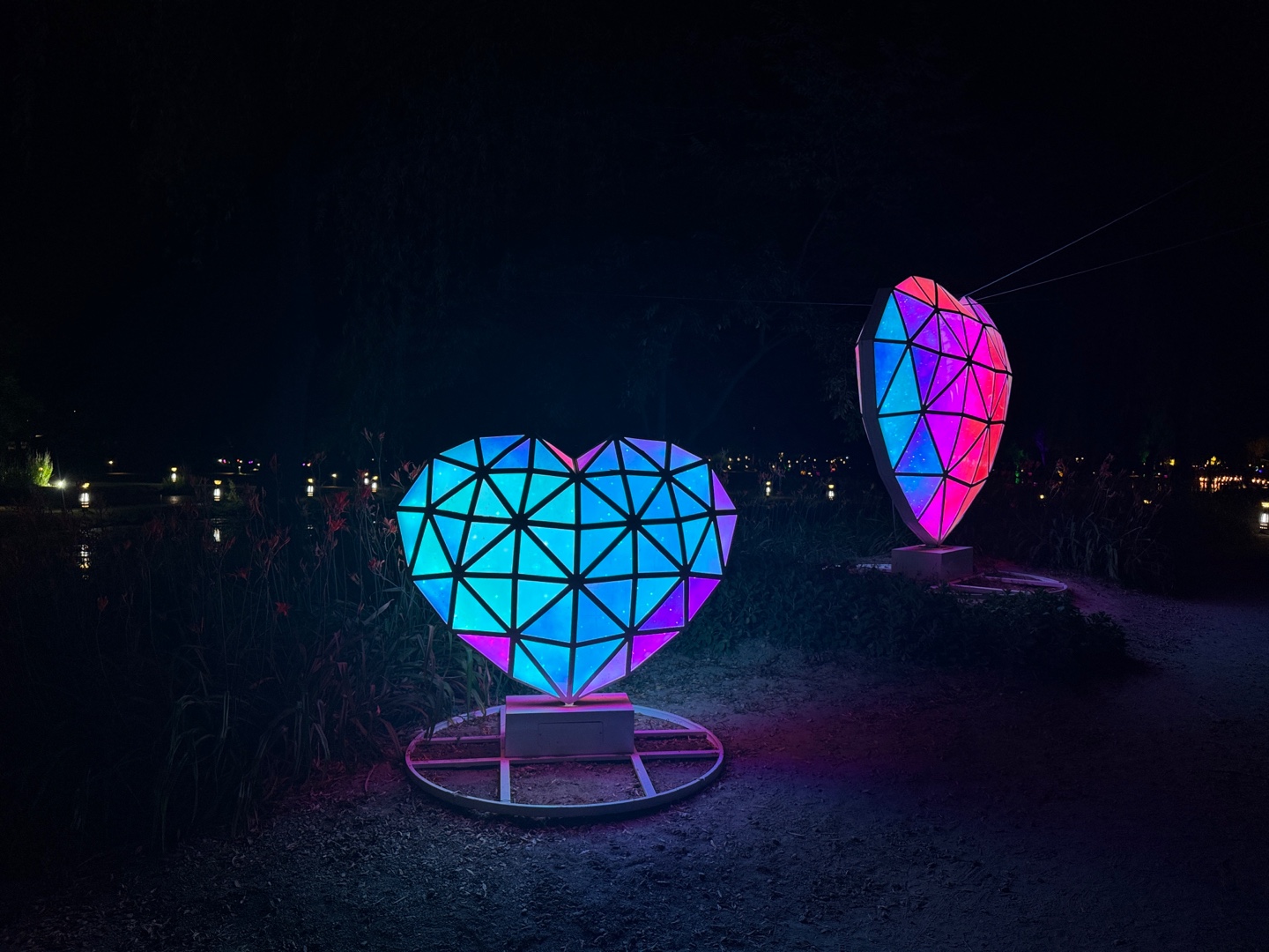 궁남지 연꽃 야경