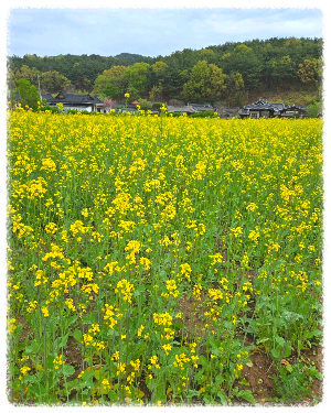 괴시리 전통마을