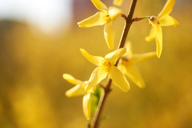 응봉산 개나리 서울 도심에 봄의 향연 여행기