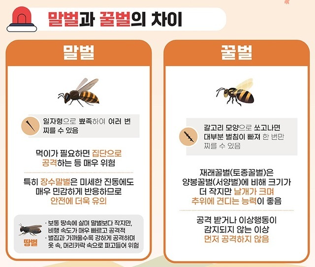 말벌