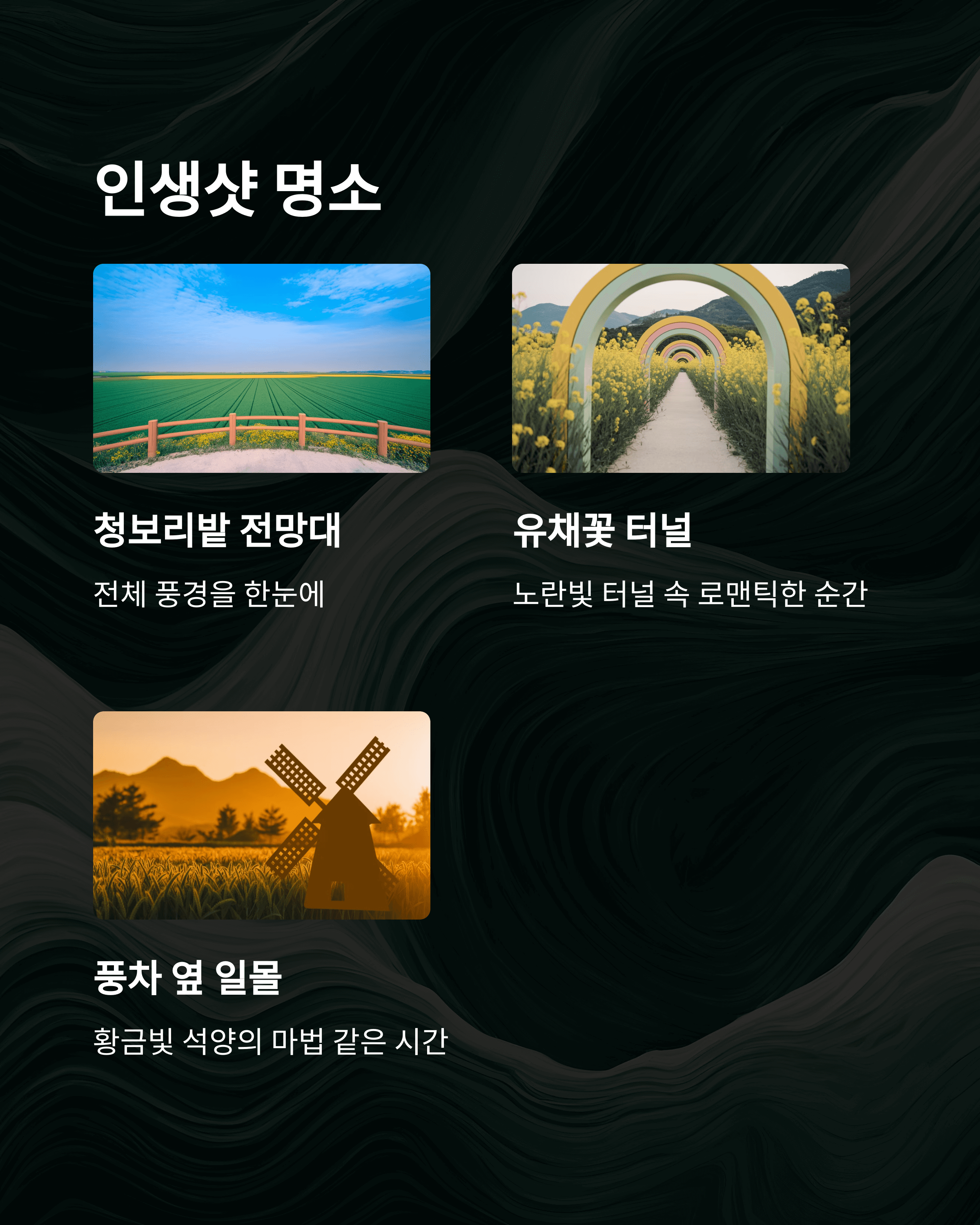 2025 고창 청보리밭 축제&amp;#44; 폭싹 속았수다 유채꽃밭