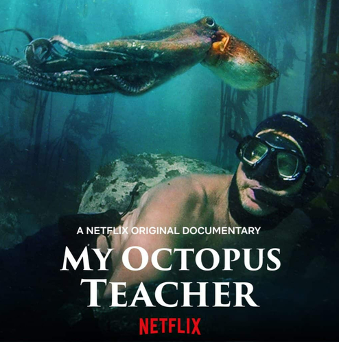 #나의 문어 선생님 리뷰

#My Octopus Teacher 감상평

#자연 다큐 추천 넷플릭스