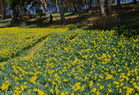 전국수선화명소