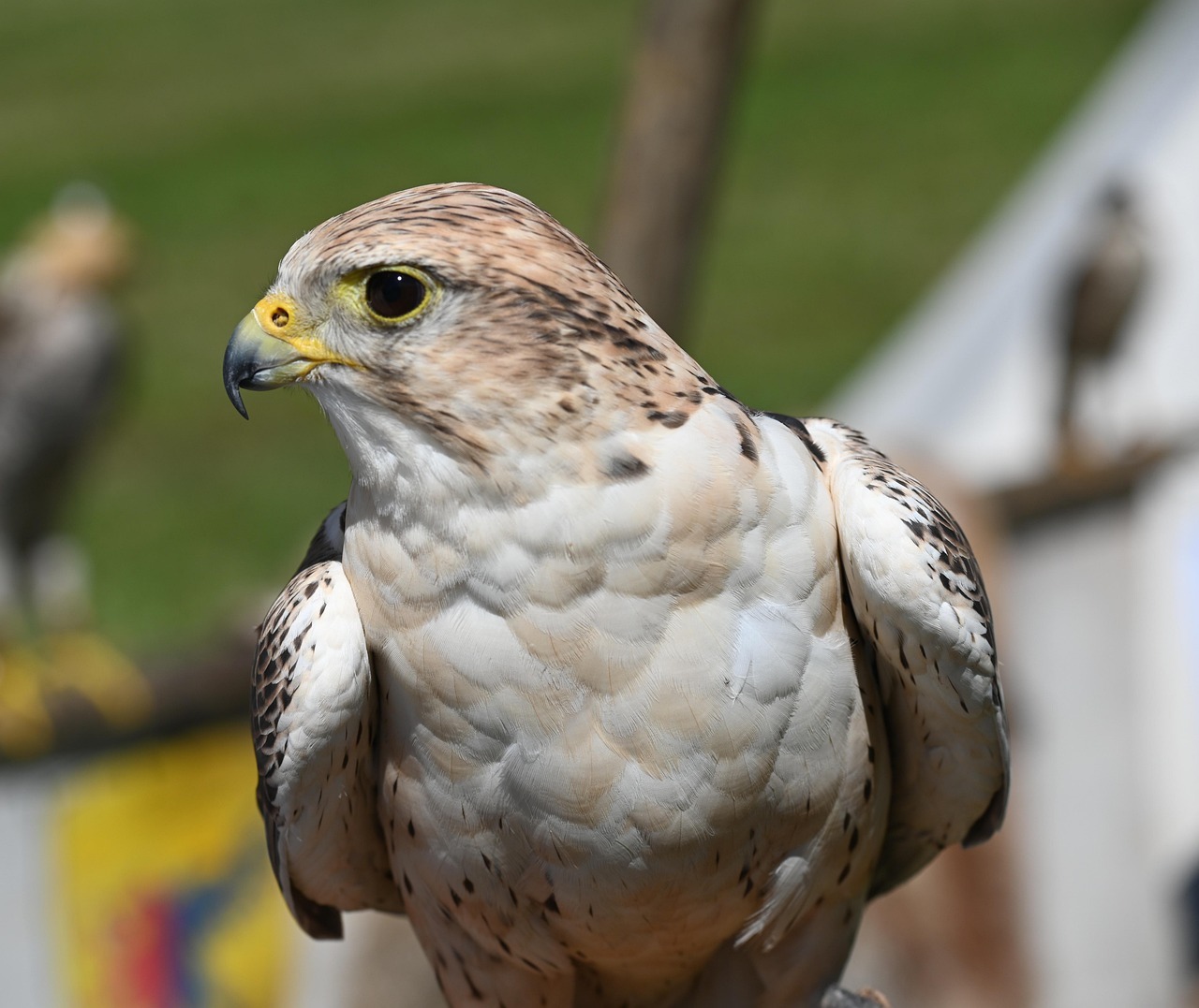 멸종위기 1급 매|도심 위를 나는 포식자, 생태계의 경고
