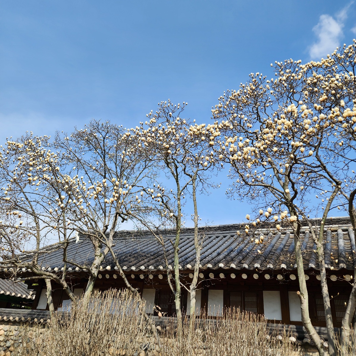경주-오릉-목련-포토존