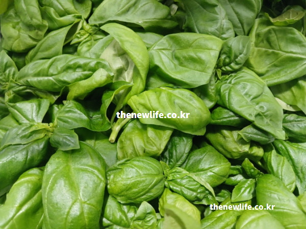 세포 손상을 막는 베타카로틴과 플라보노이드 성분이 풍부한 실제 바질 효능 잎