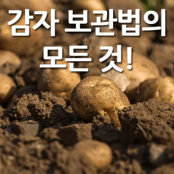 감자 보관법과 오래 신선하게 두는 꿀팁_5