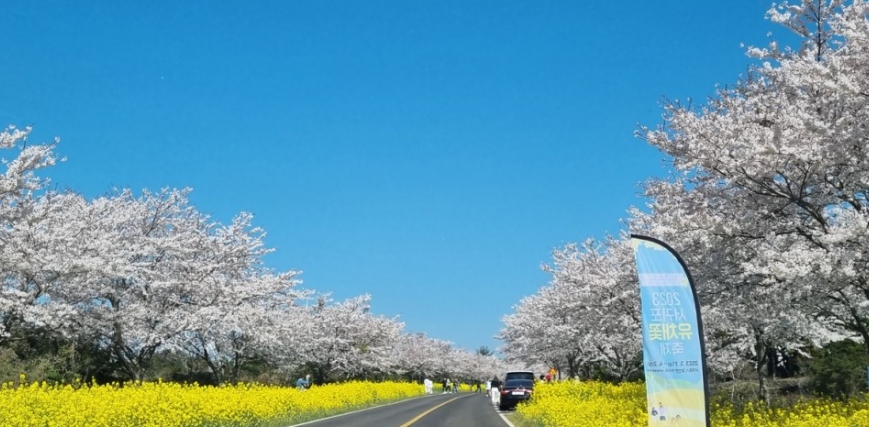 봄꽃 축제 당일여행