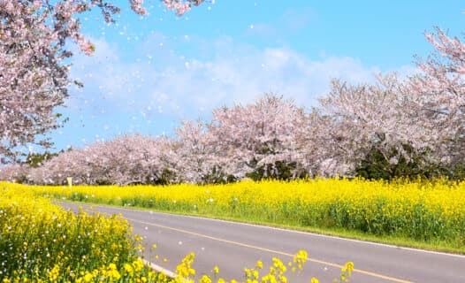 2025 제주 왕벚꽃 축제 총정리! 일정, 명소, 교통, 꿀팁까지 한눈에 보기