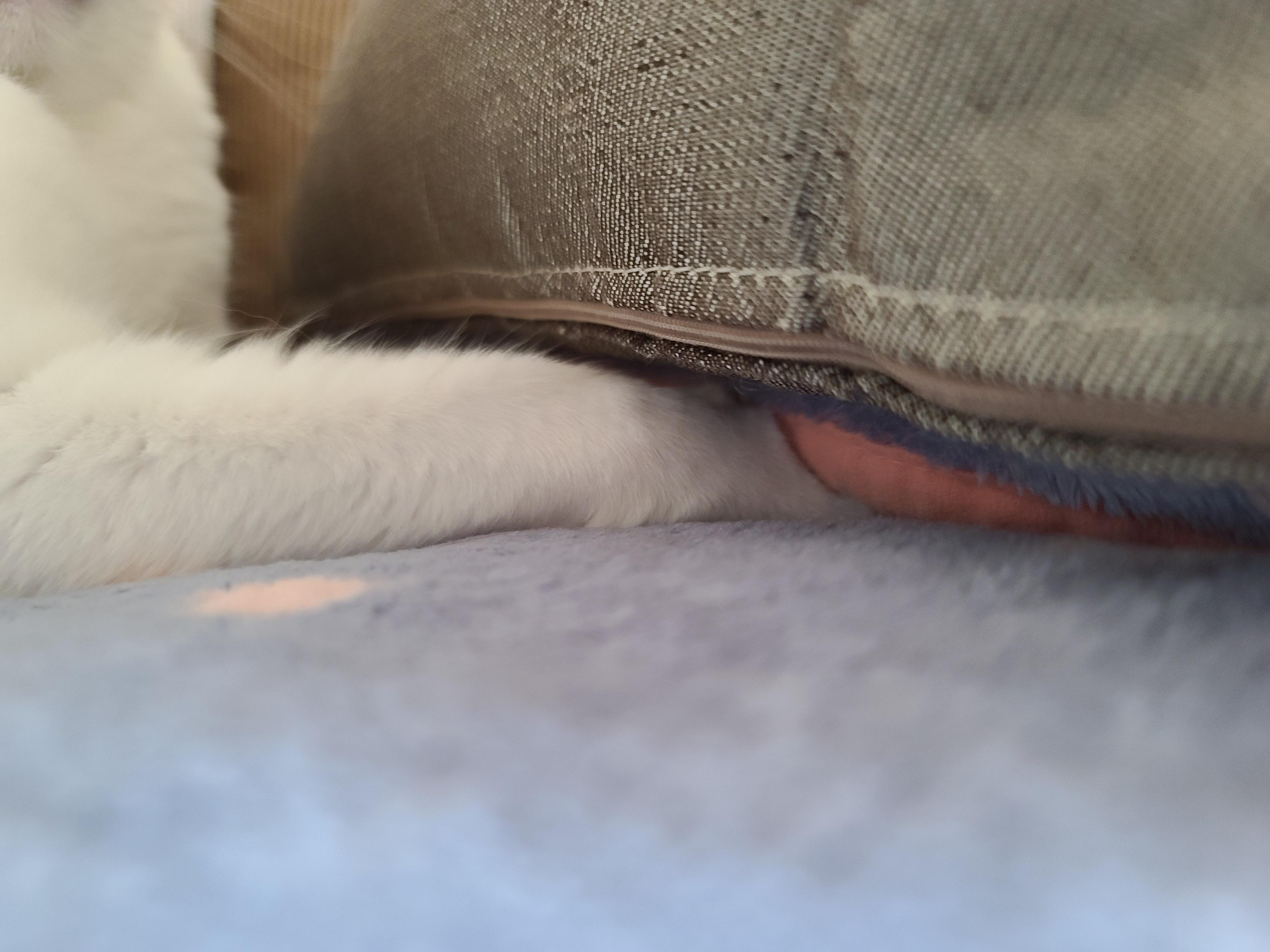 앞발 찜질하는 고양이