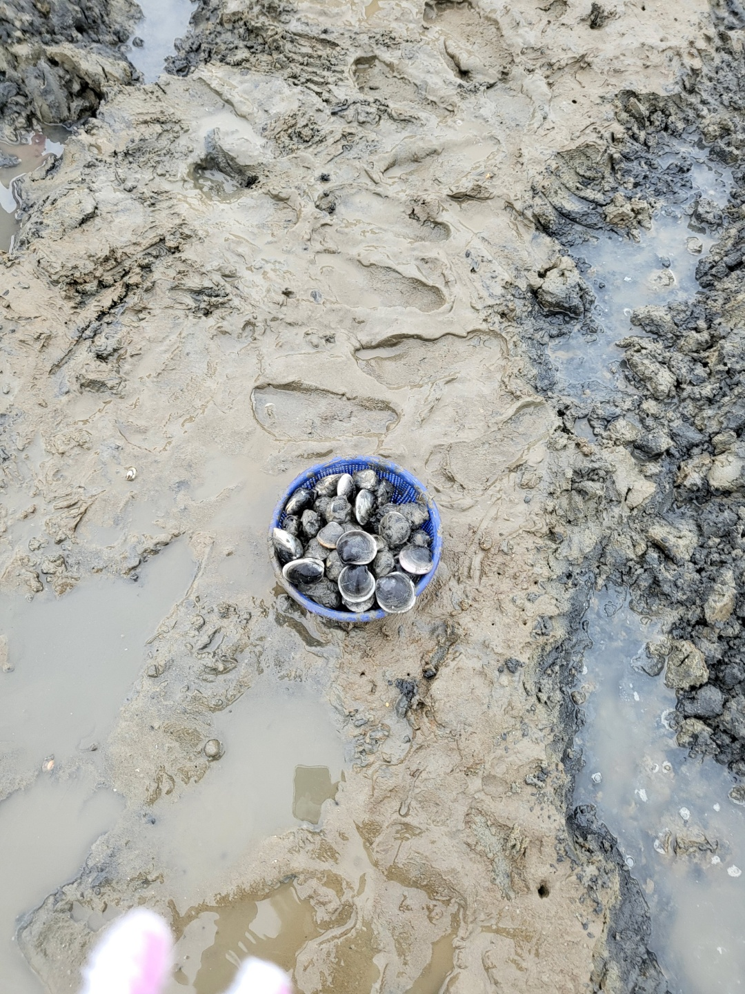 서천 갯벌체험&amp;#44; 모시조개 캐기 (서천송림갯벌체험장)