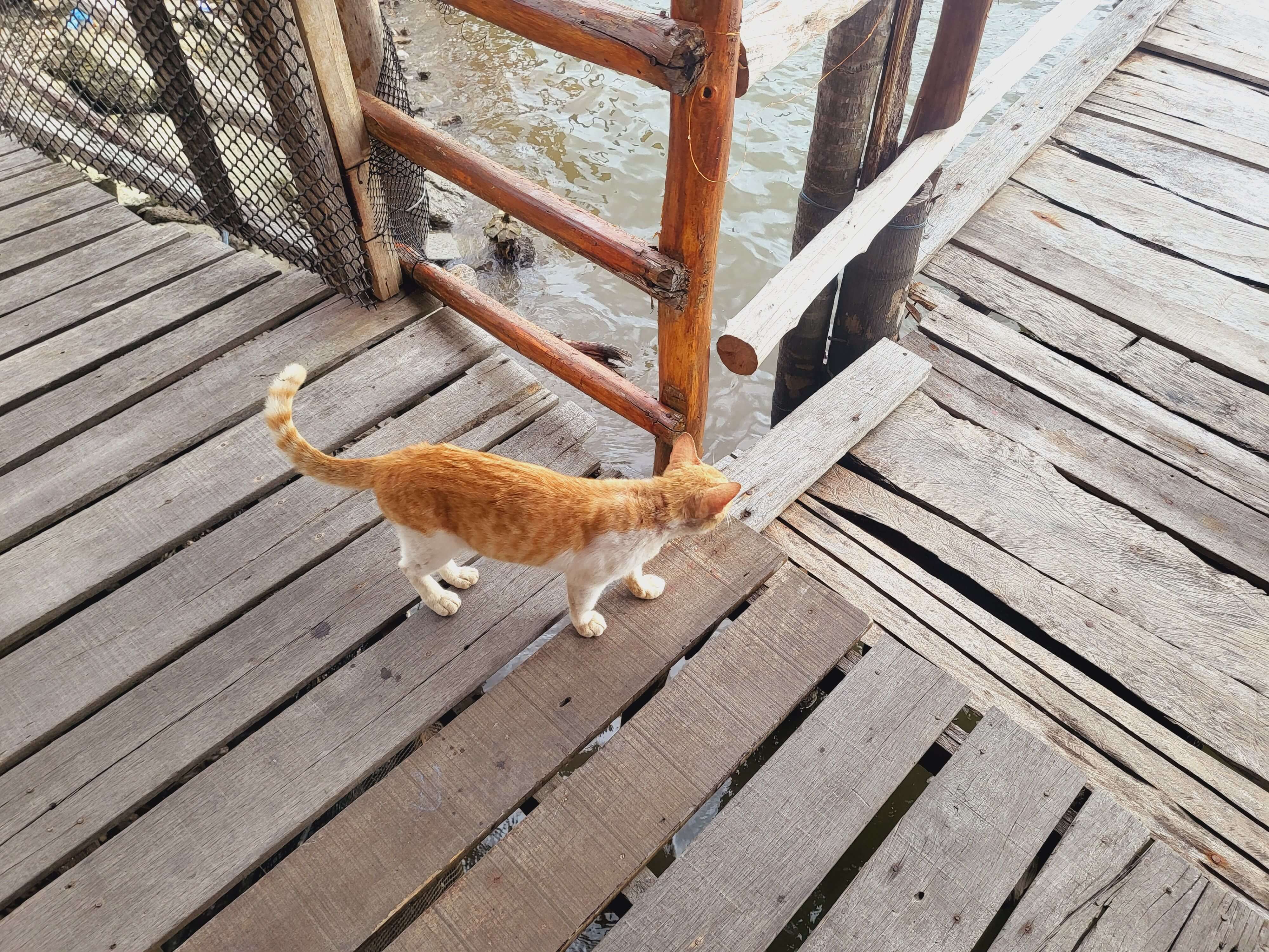 코타키나발루반딧불투어 위치 섬투어 자유여행