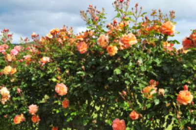 장미 색깔별 꽃말 개화시기 키우는법