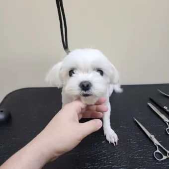 말티즈 성격 분양 가격 수명 장점 단점_26